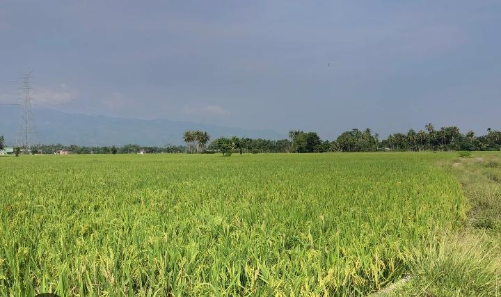Sawah merupakan mata pencarian wilayah desa. 