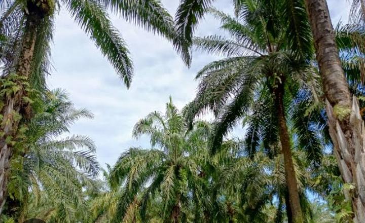 kelapa sawit merupakan salah satu komoditas unggulan dipurwodadi